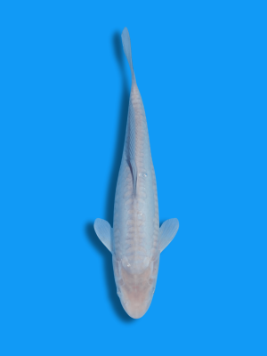 Doitsu Soragoi | Koi&Co.